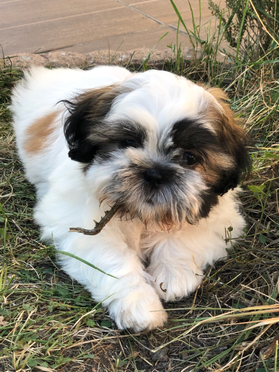 Shih tzu